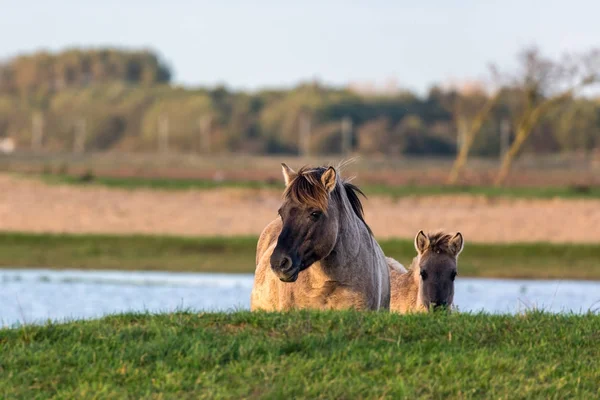 Niederländischer Nationalpark oostvaardersplassen mit Konik Pferd und Fohlen — Stockfoto