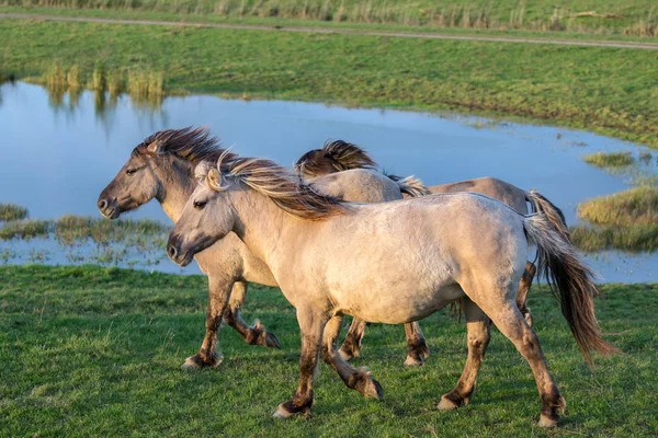 Niederländischer Nationalpark oostvaardersplassen mit Konik-Pferden am Pool vorbei — Stockfoto