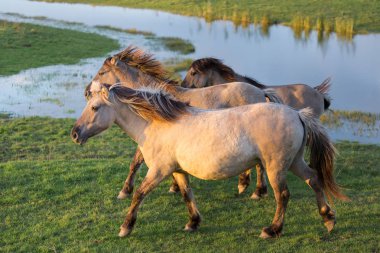 Bir havuz geçen konik atları ile Hollanda Milli Parkı Oostvaardersplassen