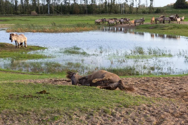 Konik-paarden rollen in het zand te verwijderen van parasieten — Stockfoto