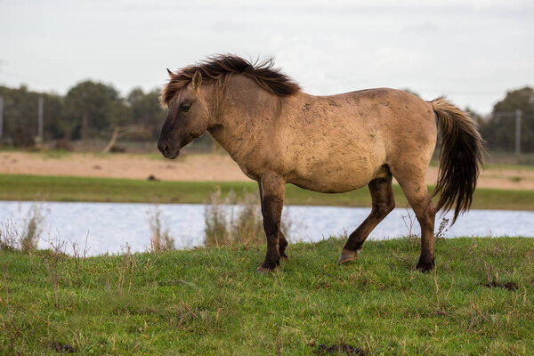 Dutch National Park Oostvaardersplassen with Konik horse near pool water