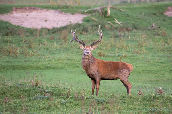 Parque Nacional Oostvaardersplassen con ciervos en temporada de apareamiento —  Fotos de Stock