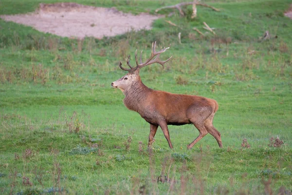 Ulusal Park Oostvaardersplassen ile çiftleşme mevsiminde geyik — Stok fotoğraf