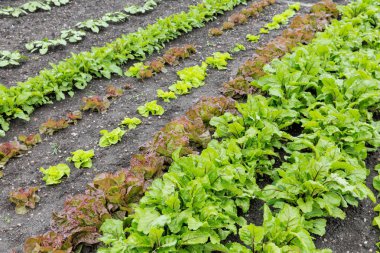Bahar pancar tarımı ile bahçede servis birimi