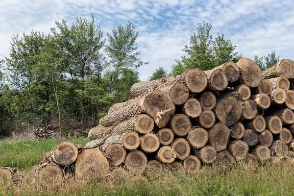 Pile of tree trunks in the forest — Stock Photo, Image