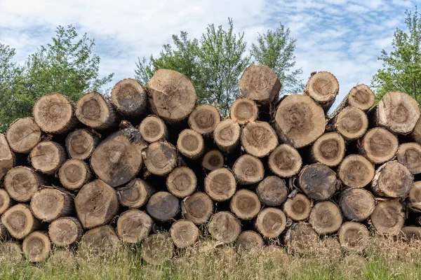 Pile of tree trunks in the forest — Stock Photo, Image