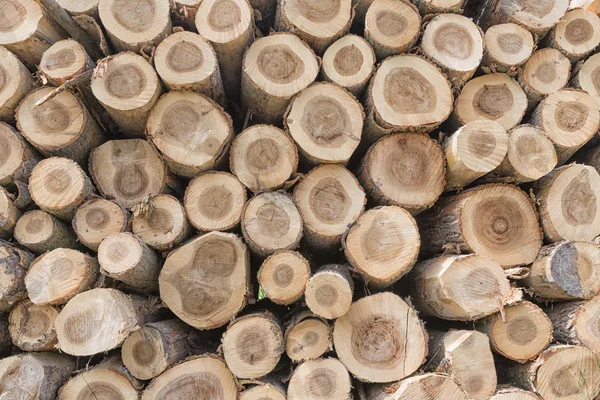 Background of tree trunks in the forest — Stock Photo, Image