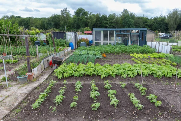 Κοινοτικού κήπου την άνοιξη με πατάτες και κρεμμύδια — Φωτογραφία Αρχείου