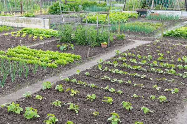 Jardim de loteamento na primavera com batatas e cebolas — Fotografia de Stock