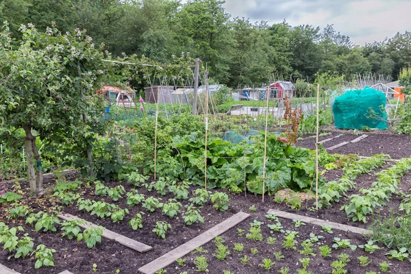 Jardín de parcelas en primavera con patatas y cebollas — Foto de Stock