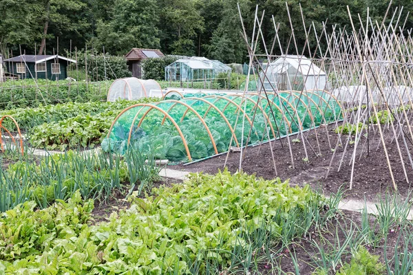 Jardín de parcelas en primavera con cebolla, remolacha y coliflor —  Fotos de Stock