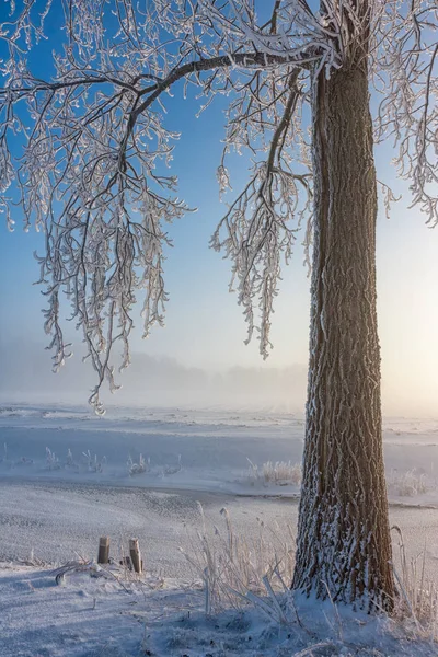 Dutch winter landscape with tree covered with hoarfrost — Stock Photo, Image