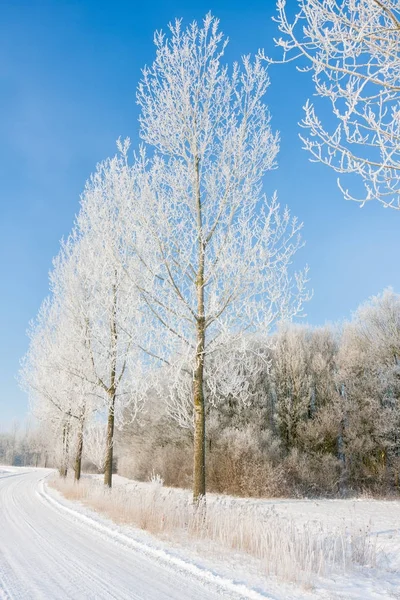 Holländska vinterlandskap med countryroad och träd täckta med rimfrost — Stockfoto