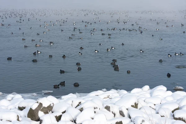 Winter landscape with eurasian coots swimming in a lake — Stock Photo, Image