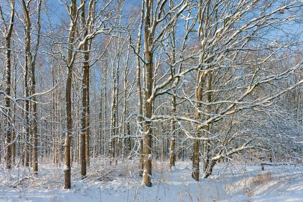 Kar ve parlak güneş kış orman ağaçları ile kaplı — Stok fotoğraf