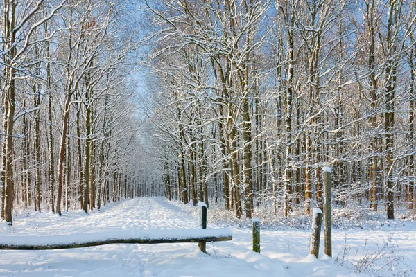 Bosque de invierno con camino a través de árboles cubiertos de nieve —  Fotos de Stock