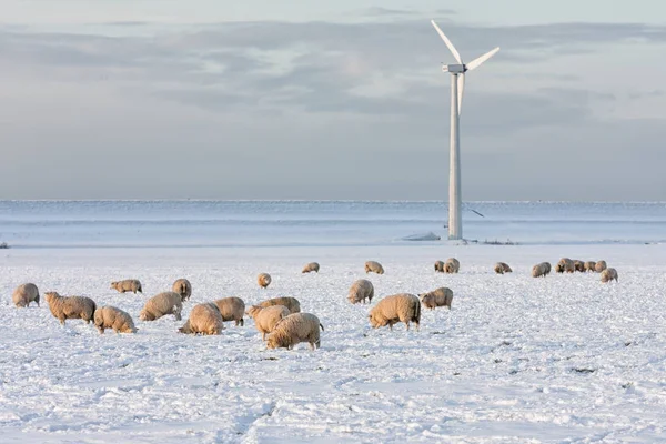 Paisagem holandesa com turbina eólica e ovelhas no prado coberto de neve — Fotografia de Stock
