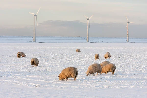 Paisaje holandés con turbina eólica y ovejas en prado cubierto de nieve —  Fotos de Stock