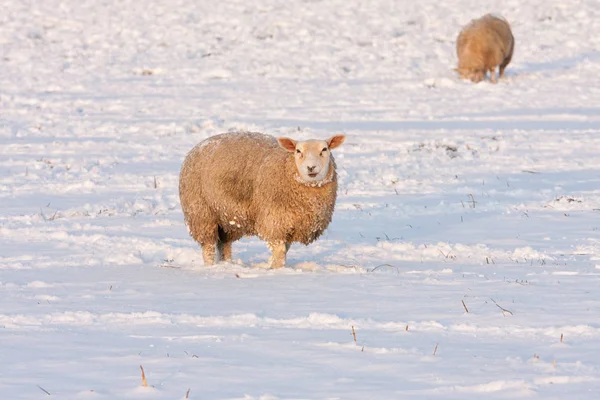 Голландская зима и пейзаж с овцами на заснеженном лугу — стоковое фото