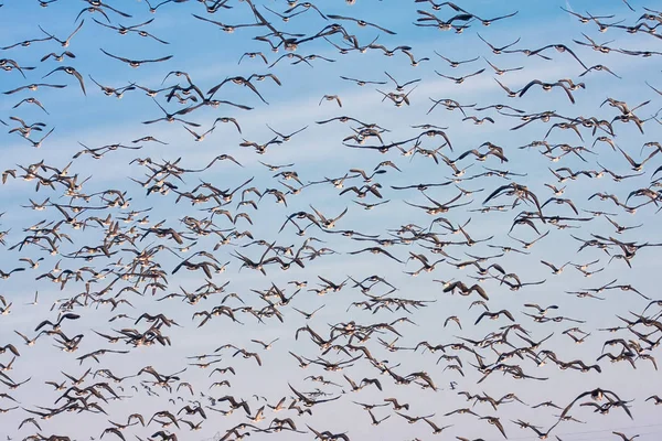 Achtergrond van wilde ganzen vliegen over Flevoland, Nederland — Stockfoto