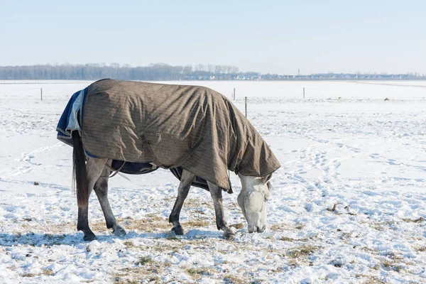 Invierno holandés con campo nevado y caballo cubierto de manta —  Fotos de Stock