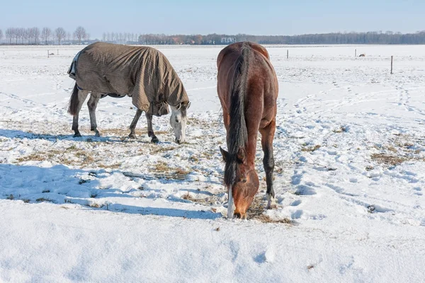 雪原と馬とオランダの冬は毛布で覆われています。 — ストック写真