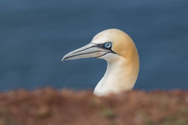 Alman, Kuzey Gannet Helgoland Adası