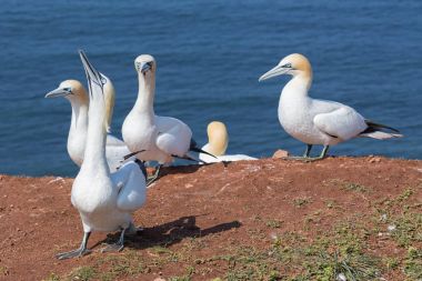Damızlık koloni kayalıklarla Almanca Helgolan, Kuzey gannets