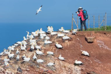 Kuzey Gannets adlı Alman kadın resimlerini Helgolanfd ada