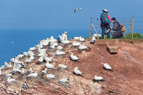 Photographers taking pictures of Northern Gannets at German island Helgoland — Stock Photo, Image