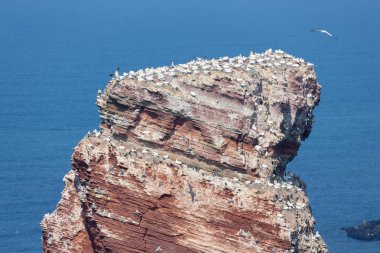 Damızlık koloni kayalıklarla Almanca Helgolan, Kuzey gannets