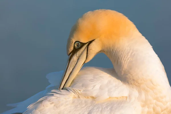 Gannet settentrionale nell'isola tedesca Helgoland — Foto Stock