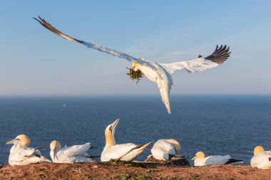 Kuzey gannets adlı Alman bir yuva inşa Helgoland Adası