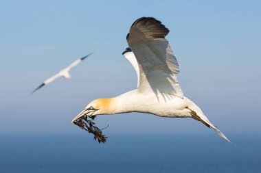Kuzey gannet Helgoland, bir yuva kurmak için yosun toplama