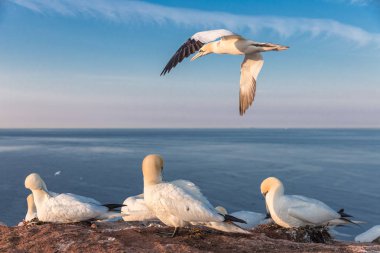 Damızlık koloni kayalıklarla Almanca Helgolan, Kuzey gannets