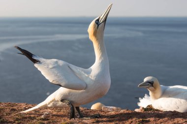 Gannet içinde koloni Helgoland doğurmak dişi kuş dayatmaya çalışıyor
