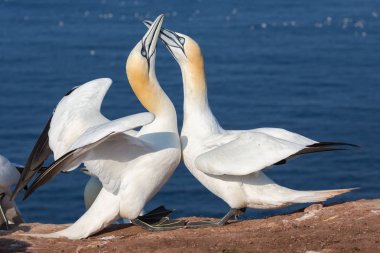 Couple of Northern gannets in breeding colony at island Helgoland clipart