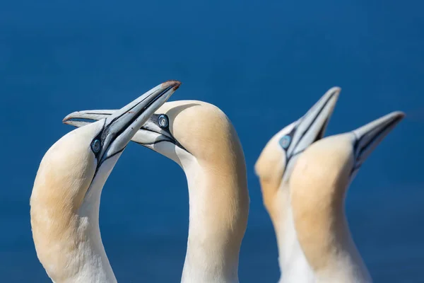 Birkaç içinde adanın Helgoland Colony'de doğurmak Kuzey gannets — Stok fotoğraf