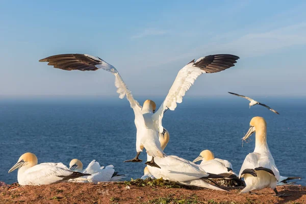 Aterragem de gannet do norte com asas spreadout em penhascos de Helgoland — Fotografia de Stock