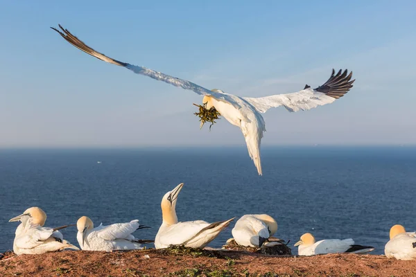 ヘルゴラント島の北部カツオドリ ドイツで巣を構築 — ストック写真