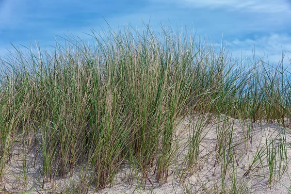 Marram gras op Duin, eiland in de buurt van Helgoland, Duitsland — Stockfoto