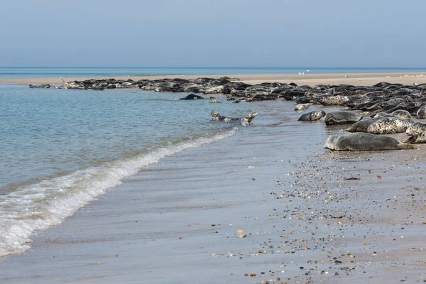 Focas grises descansando en la playa de la isla alemana Helgoland —  Fotos de Stock