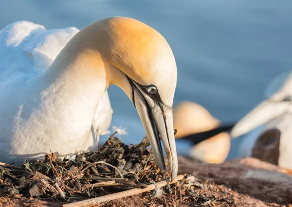 Nesting gannet settentrionale sulle scogliere dell'isola Helgoland, Germania — Foto Stock