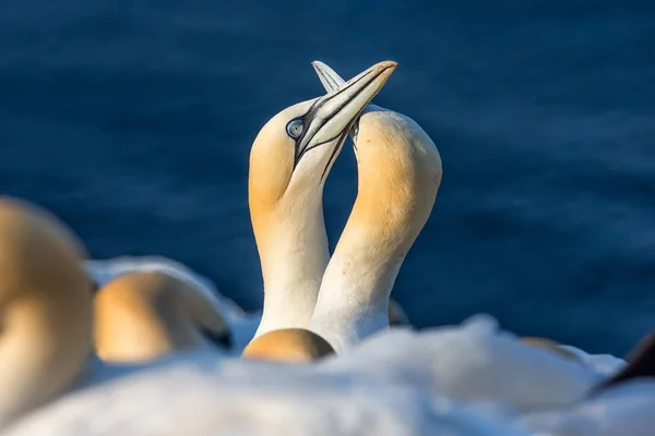 Couple de Fous de Bassan dans une colonie de reproduction à l'île Helgoland — Photo