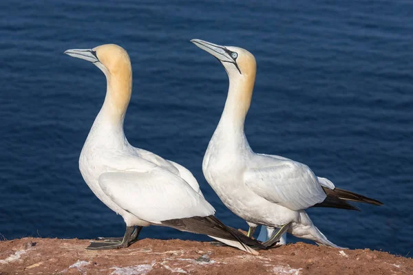 Coppia di gannetti settentrionali in colonia da riproduzione sull'isola di Helgoland — Foto Stock