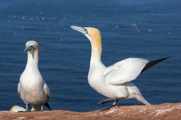 Couple de Fous de Bassan dans une colonie de reproduction à l'île Helgoland — Photo