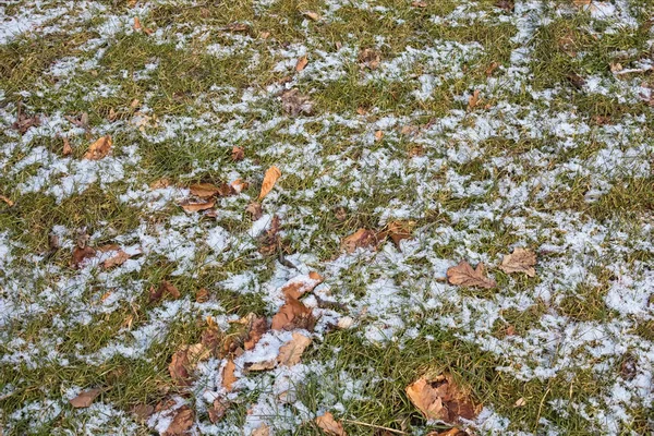 Contexto do terreno florestal com grama, folhas e neve — Fotografia de Stock