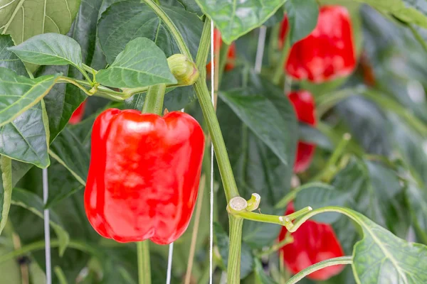 オランダの温室で赤ピーマンの栽培 — ストック写真