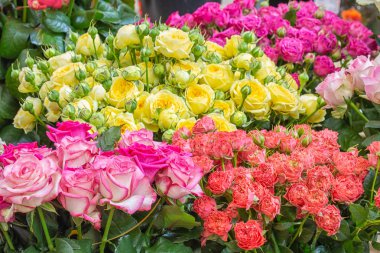 Farklı renklerde satışa Hollanda çiçek gül depolamak
