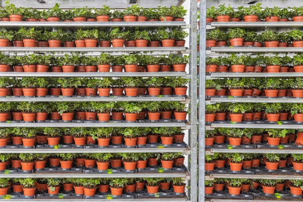 Gewächshaus mit Lagerung von Beetpflanzen im Regalsystem — Stockfoto